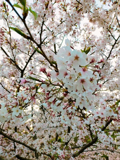 映画見てヌン茶して桜見て酒飲んだいい日だった 