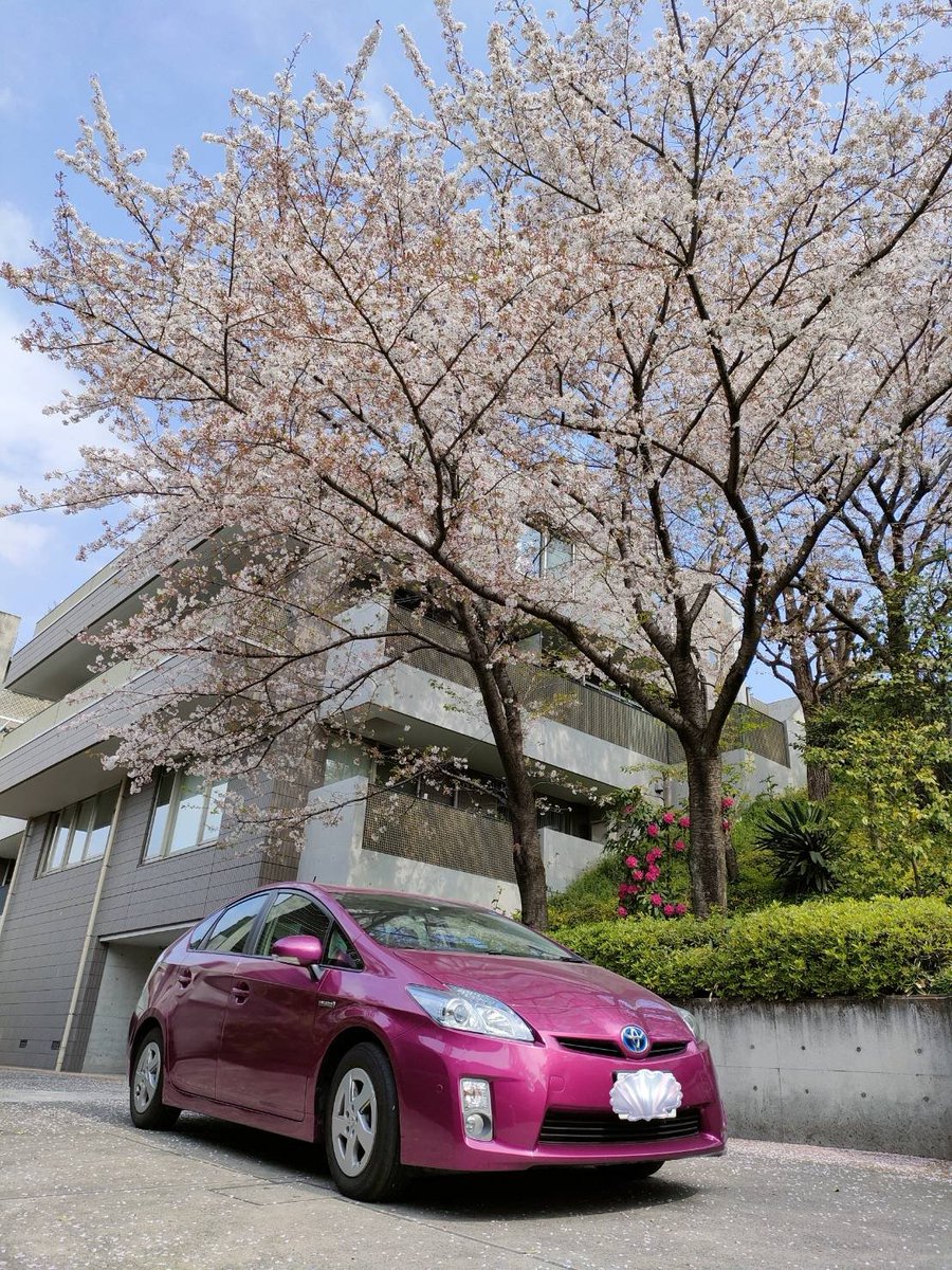 桜とプリウス

#全塗装
#オールペン
#オールペイント
#プリウス
#allpaint
#prius 
#prius30
#レディッシュパープルマイカメタリック