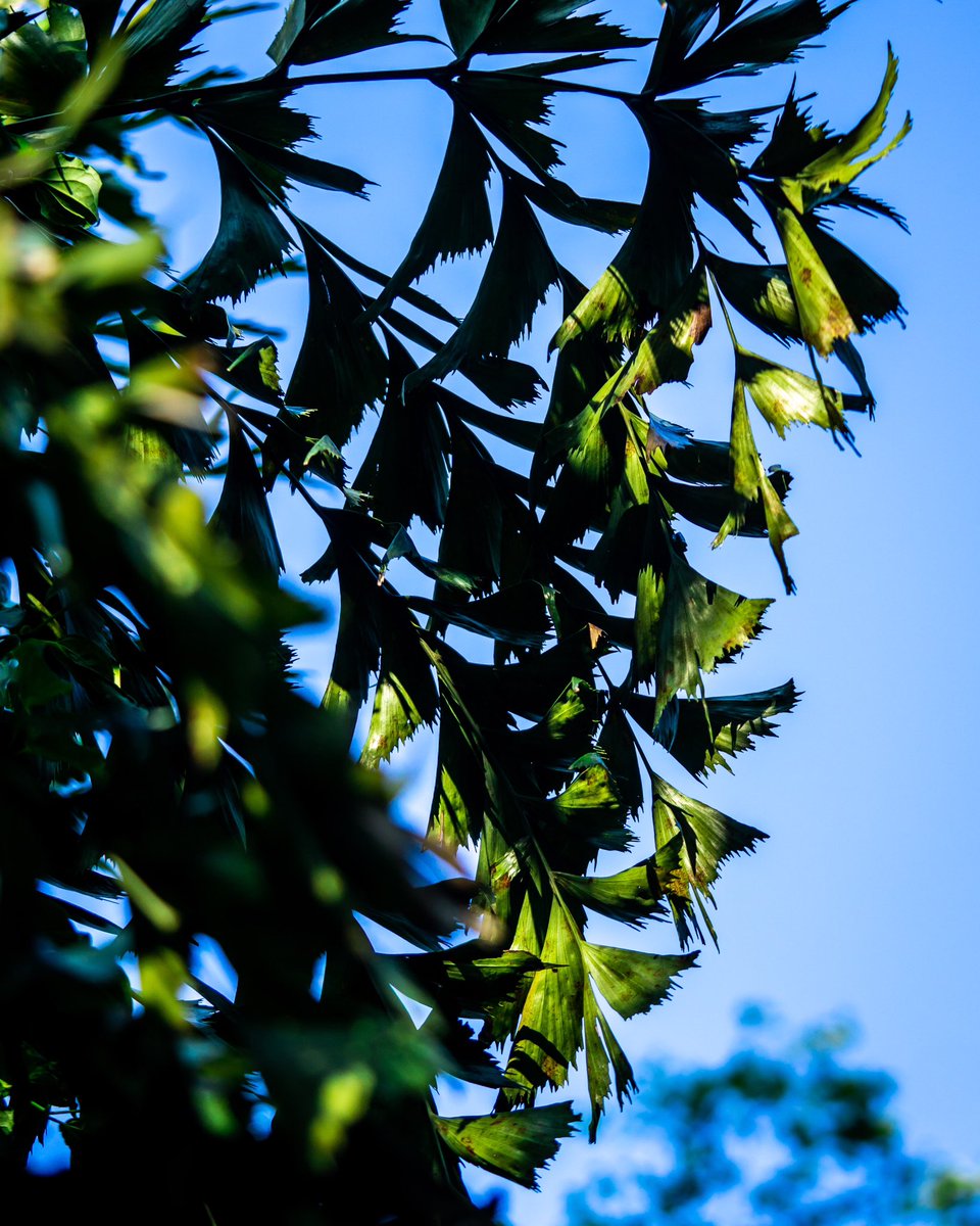 MasungiGeo's tweet photo. The Fishtail palm or Pugahan (𝘊𝘢𝘳𝘺𝘰𝘵𝘢 𝘳𝘶𝘮𝘱𝘩𝘪𝘢𝘯𝘢) is indigenous to the Philippines. 🌿 Unfortunately, this tree dies after blossoming, as it grows rapidly. Its leaftlets have jagged edges and are usually triangular in shape. #SaveMasungi https://t.co/JZilTEitfx