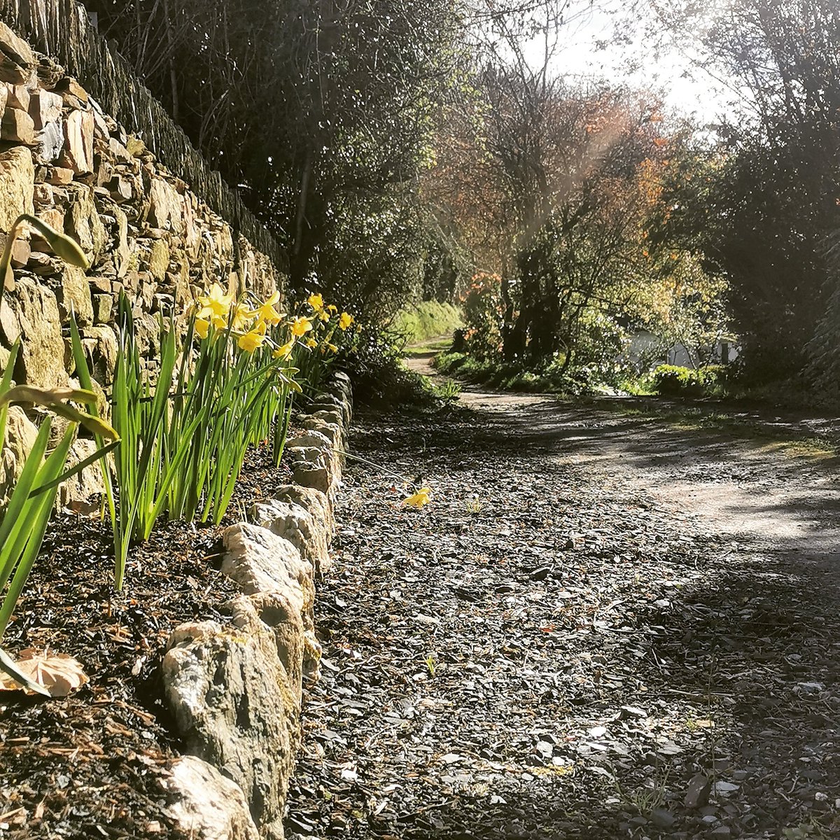 Springtime along Kenny's Lane Ballycarney