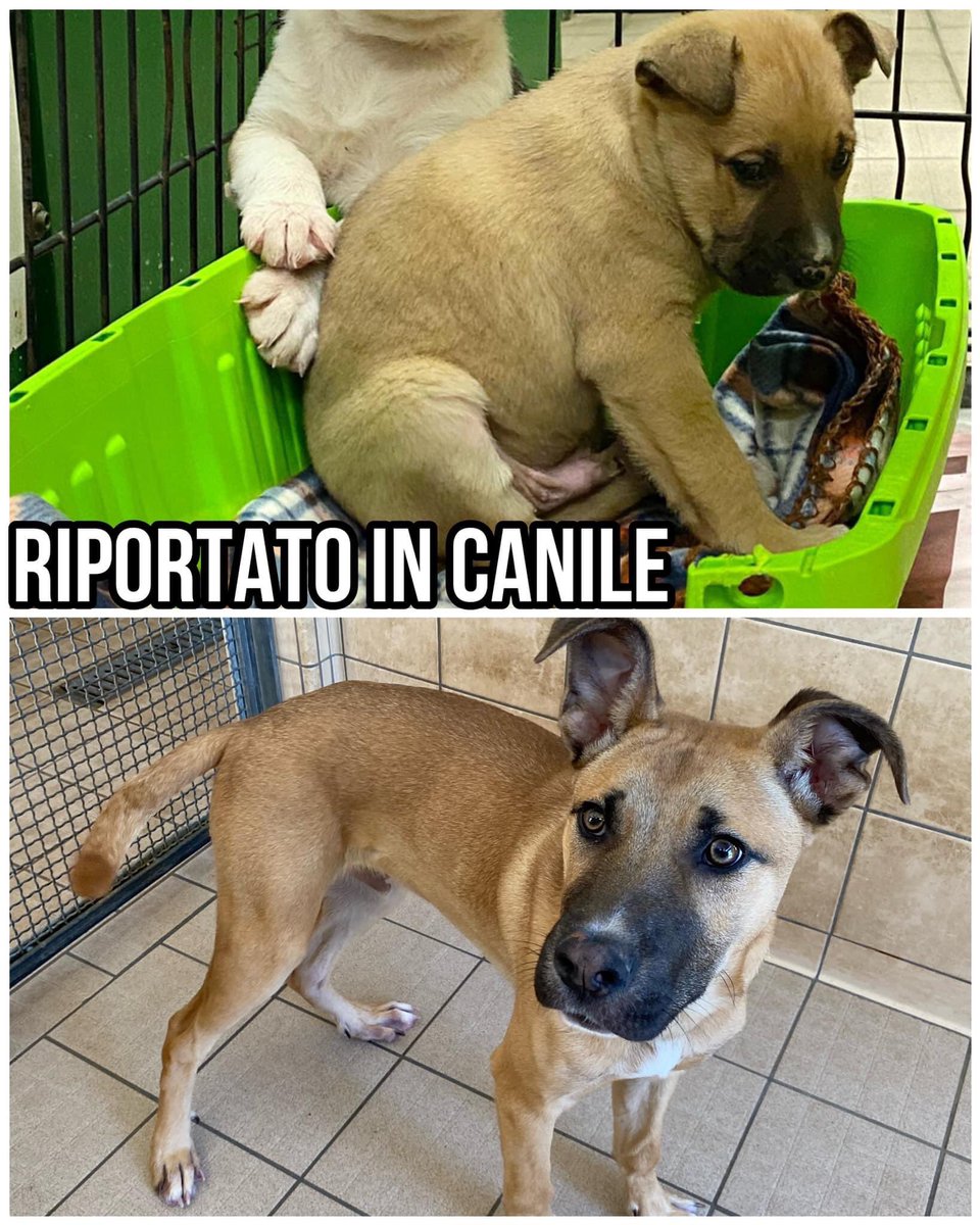 oipalaquila's tweet photo. Abbandonato prima quando aveva un mese e mezzo di vita.
Adesso è tornato in gabbia dopo circa 4 mesi di vita in famiglia.

Sta soffrendo tantissimo e CERCA URGENTEMENTE CASA
Taglia media, maschio. 
Arriva nel centro e nord Italia.
📞3477654439 (solo mess whatsapp) https://t.co/U66Q8hZcUC