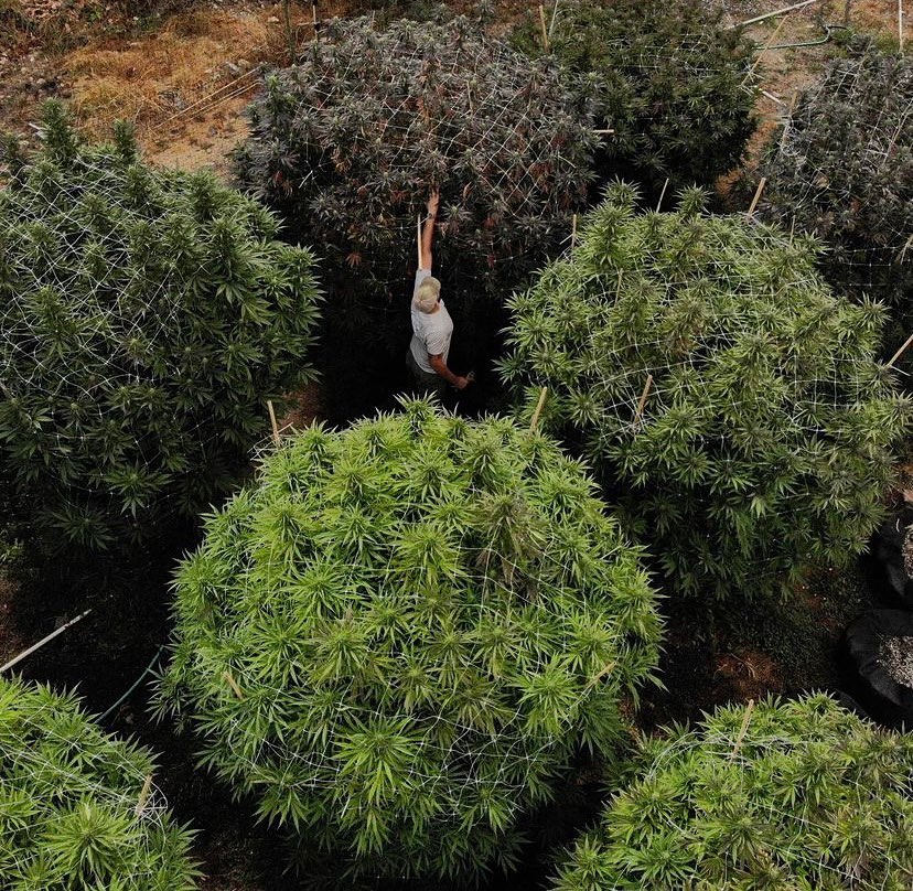 Amazing view
📸:@capturecannabis @hightimesmagazine @spireridgefarms