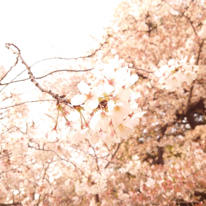 リア友ちゃんの結婚祝いついでに肉食って新宿御苑で花見してきた。なれ初め聞いたり写真撮ったりで笑い過ぎて腹筋と背筋が痛い。末永くお幸せに! 