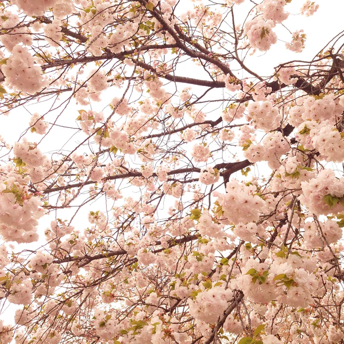 リア友ちゃんの結婚祝いついでに肉食って新宿御苑で花見してきた。なれ初め聞いたり写真撮ったりで笑い過ぎて腹筋と背筋が痛い。末永くお幸せに! 