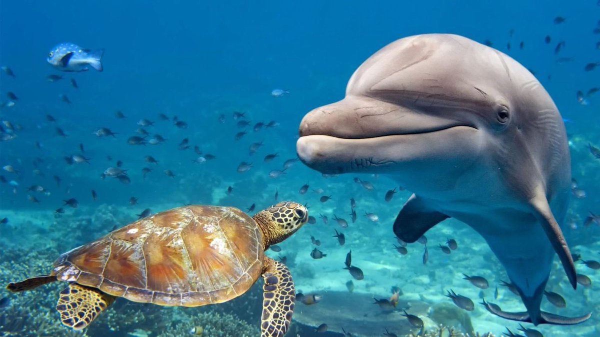 tour_tomy's tweet photo. The red sea is well-known for its amazing fish and view, so let's go on a trip with Tomy tour to the red sea ❤️😉
https://t.co/yt3KQOM21Y

#tomy_tour #trips #redsea #egypt #fishes https://t.co/38sh4z4PfV