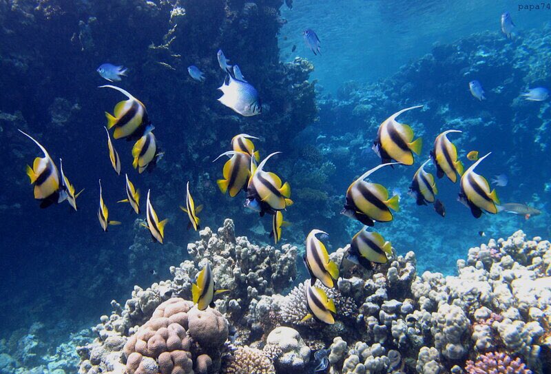 tour_tomy's tweet photo. The red sea is well-known for its amazing fish and view, so let's go on a trip with Tomy tour to the red sea ❤️😉
https://t.co/yt3KQOM21Y

#tomy_tour #trips #redsea #egypt #fishes https://t.co/38sh4z4PfV