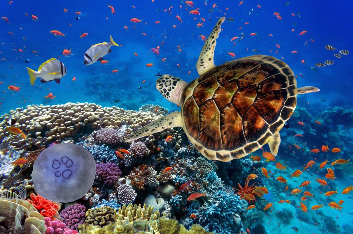 tour_tomy's tweet photo. The red sea is well-known for its amazing fish and view, so let's go on a trip with Tomy tour to the red sea ❤️😉
https://t.co/yt3KQOM21Y

#tomy_tour #trips #redsea #egypt #fishes https://t.co/38sh4z4PfV