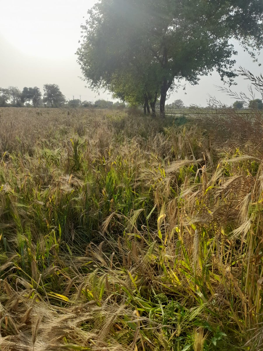 riyabhardwaj57's tweet photo. #The rain in Haryana has caused extensive damage to crops, leaving farmers struggling to make ends meet. #WeatherAgricultureFarmers https://t.co/oDUrPNieoX