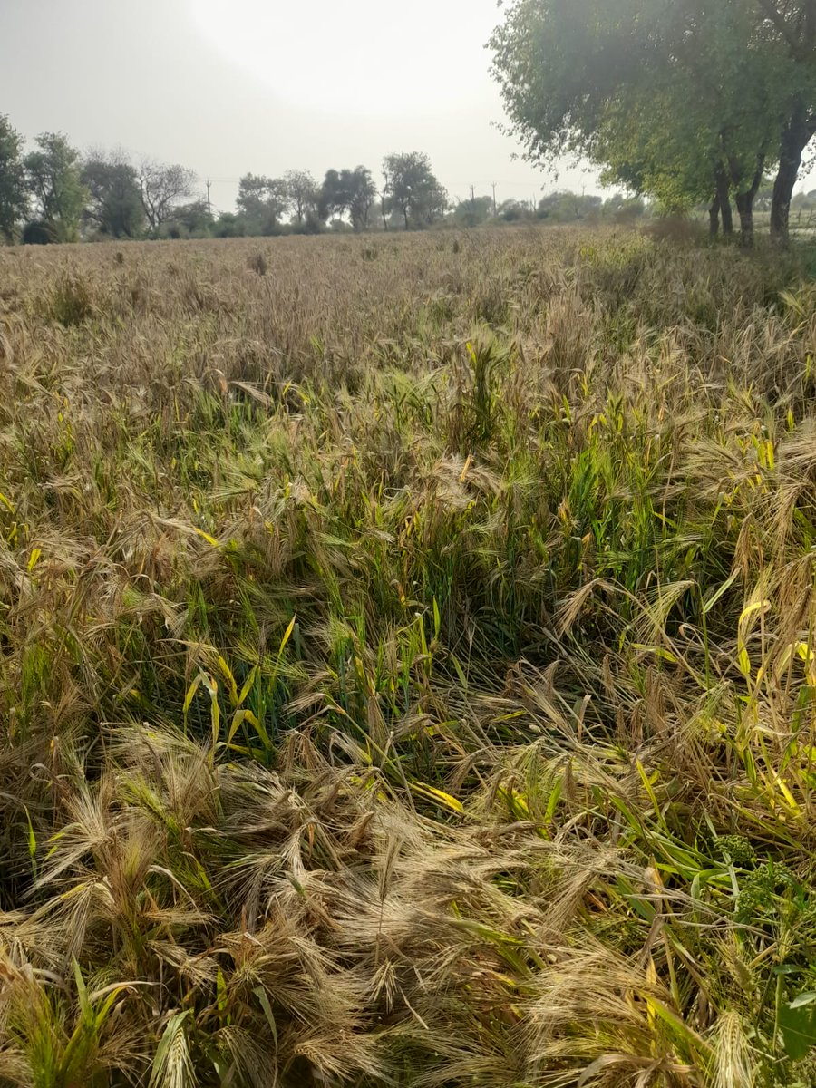 Amarmumar786's tweet photo. Farmers in Haryana are essential for our food security and deserve better support from the government.
@anu97570391 #SupportHaryanaFarmers #WeatherAgricultureFarmers https://t.co/mLdslHAE3F