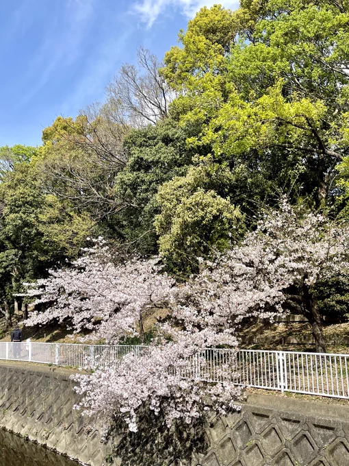 桜もネモフィラも美しかったな〜 