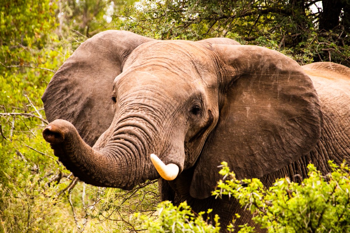 EleRhinoMarch's tweet photo. Gratitude for nature. For being the quintessential guardian of wisdom. When "everything else" fails us, nature stands firm. Respect her firewalls.
#MayEarthLive. #MambasInThePark Rewilding hearts and minds.
Thx Koru Camp, @TFAfrica, @blackmambasapu and GMFER, for your love. https://t.co/Vs0hOpa0jy