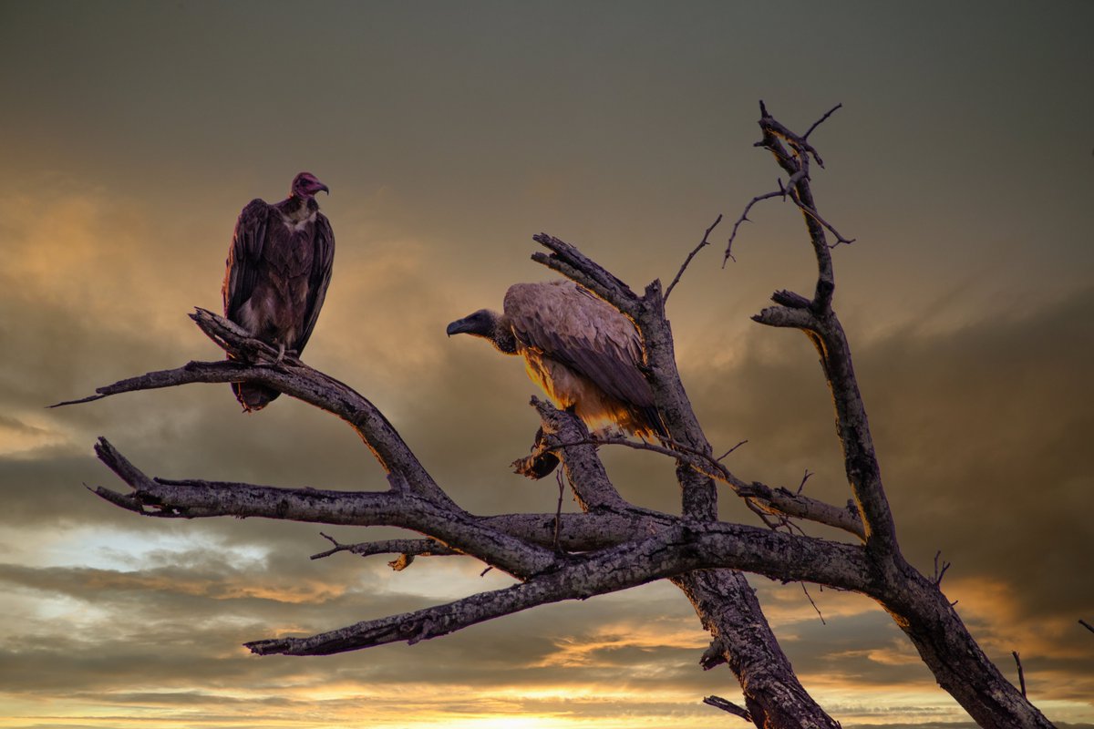 EleRhinoMarch's tweet photo. Gratitude for nature. For being the quintessential guardian of wisdom. When "everything else" fails us, nature stands firm. Respect her firewalls.
#MayEarthLive. #MambasInThePark Rewilding hearts and minds.
Thx Koru Camp, @TFAfrica, @blackmambasapu and GMFER, for your love. https://t.co/Vs0hOpa0jy
