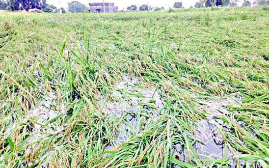 jasmine68000's tweet photo. #it's time for the government to take concrete steps to support farmers affected by the rain in Haryana. #LongTermStrategies #WeatherAgricultureFarmers https://t.co/p98FvUCjD3