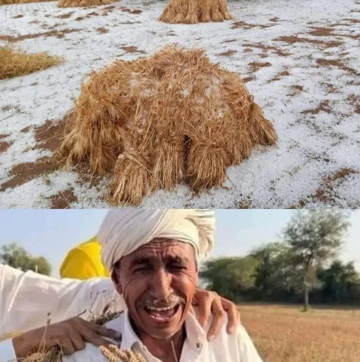 Simran2582's tweet photo. #The government needs to provide immediate relief to farmers in Haryana who have suffered due to the rain. #HaryanaRainCrisis #WeatherAgricultureFarmers https://t.co/m8dBTyHsBN