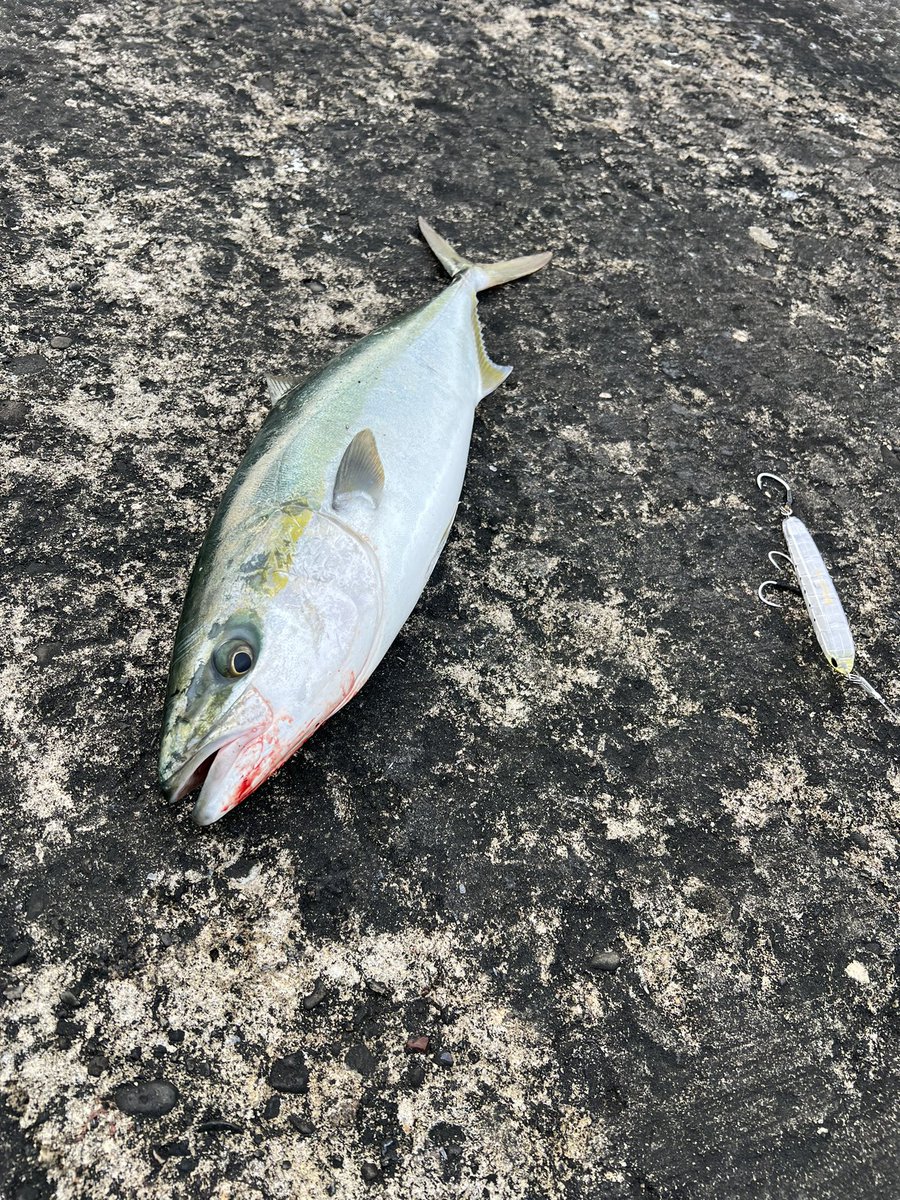 J5ENvOE2GPOdGeH's tweet photo. 地磯帰りの堤防調査
曇空+強風でベイトも確認
トップに好反応で80cmまでのハマチを複数キャッチ
今日より私的ですが徳島春の青物祭りの開幕を宣言します!
‥地磯より堤防の方が釣れるのツライ🥹
#MUTHOS Accura 100H RACING
#ステラSW 10000H
#フィードポッパー 150
#ラピード F160 https://t.co/kS2BqHGCqo
