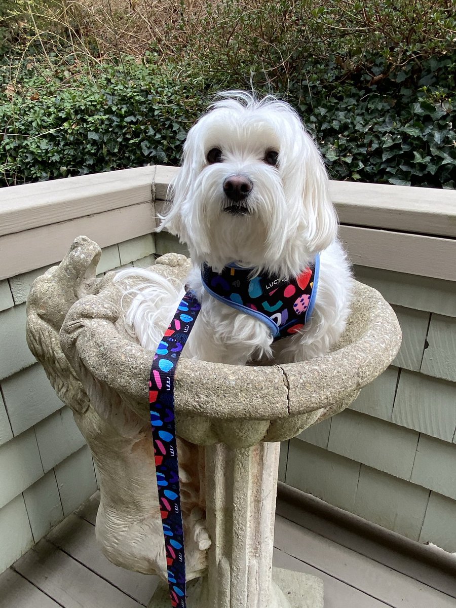 hammyandbrody's tweet photo. Brody in a birdbath.  #partydogs #partcat #hammyandbrody 🤭 https://t.co/DBJRTtZQE0