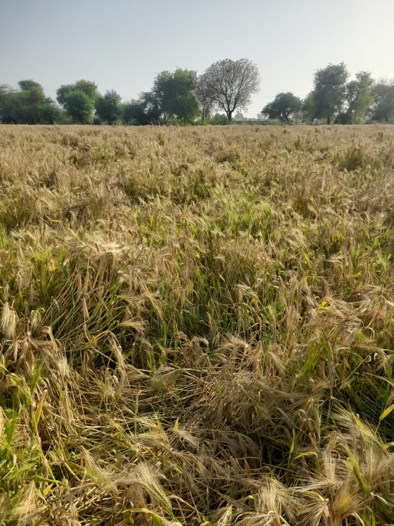 Jaatsahb1415 tweet media