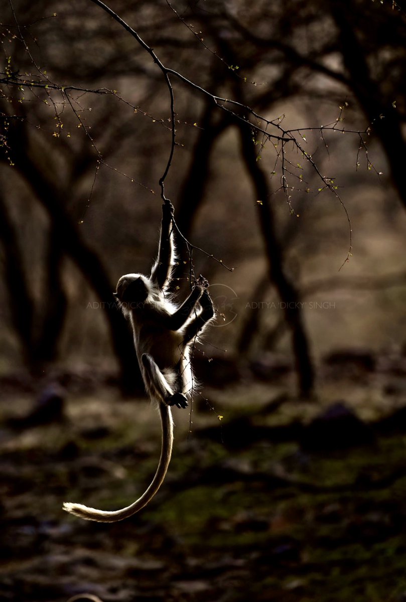 adityadickysin's tweet photo. There are few subjects more interesting, for photography than backlit langurs. Got a lot of them in the last two weeks in Ranthambhore https://t.co/tC7ghfCcNI