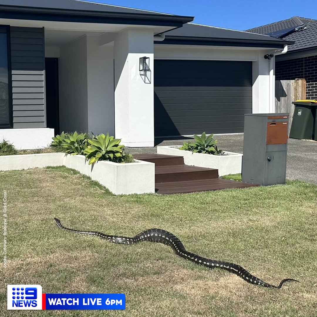 9NewsAUS's tweet photo. A hungry snake has been spotted sunbaking at a QLD home after eating two brush tail possums for breakfast.

As we approach the end of Autumn, snake catchers say pythons will be hunting for larger meals to store body fat for the cooler months. #9News https://t.co/N7XeVMqGqZ