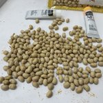 本物の中にまぎれた!大豆の中の木彫り大豆はどれ？