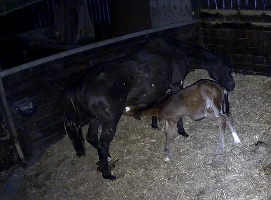 ChrisHonour's tweet photo. Thank you to everyone who has helped achieve this . A wonderful new mum for Grumpy G. #foal #mareandfoal #fostermare #happy https://t.co/3viWG0Bwoy