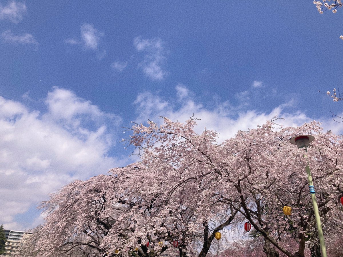 「花見行ってた〜!!賑わってたし晴れてて良かった〜(この垂れ幕の下は人がめちゃくち」|松吉のイラスト