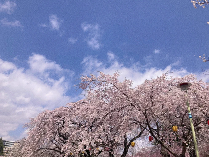 花見行ってた〜!!賑わってたし晴れてて良かった〜(この垂れ幕の下は人がめちゃくちゃいる) 