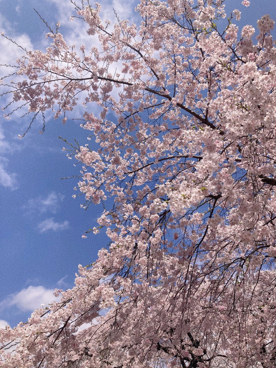 「花見行ってた〜!!賑わってたし晴れてて良かった〜(この垂れ幕の下は人がめちゃくち」|松吉のイラスト