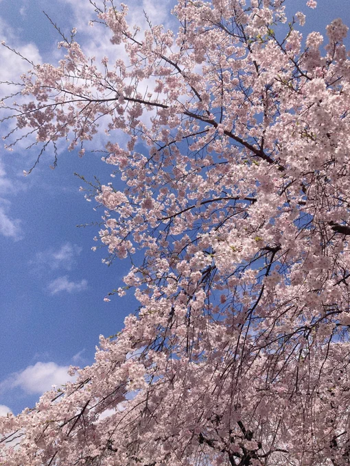 花見行ってた〜!!賑わってたし晴れてて良かった〜(この垂れ幕の下は人がめちゃくちゃいる) 