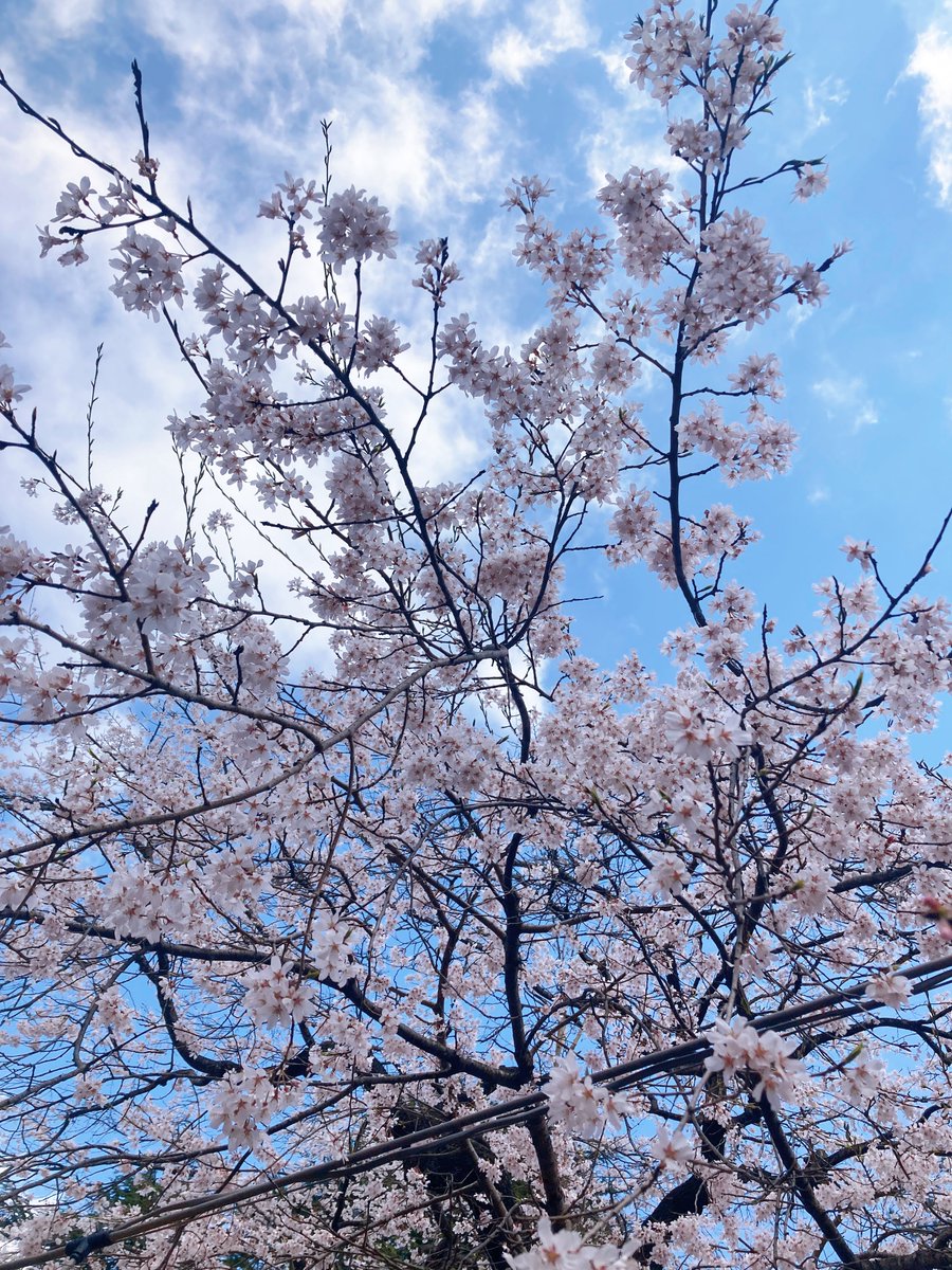 「花見行ってた〜!!賑わってたし晴れてて良かった〜(この垂れ幕の下は人がめちゃくち」|松吉のイラスト