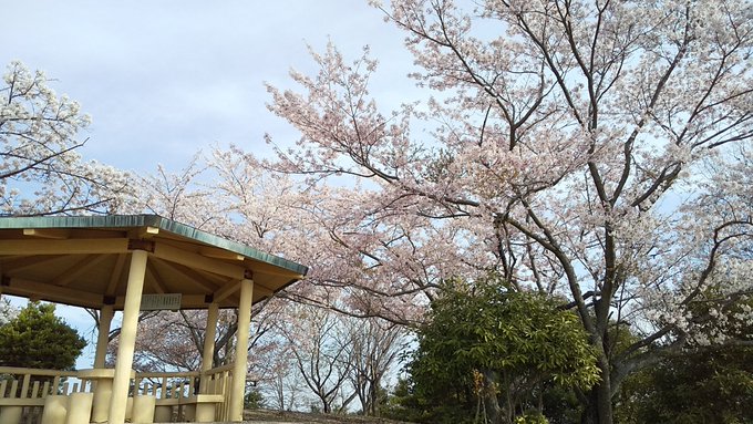 朝日山展望台、桜満開でした。　#竹原　#たまゆら 