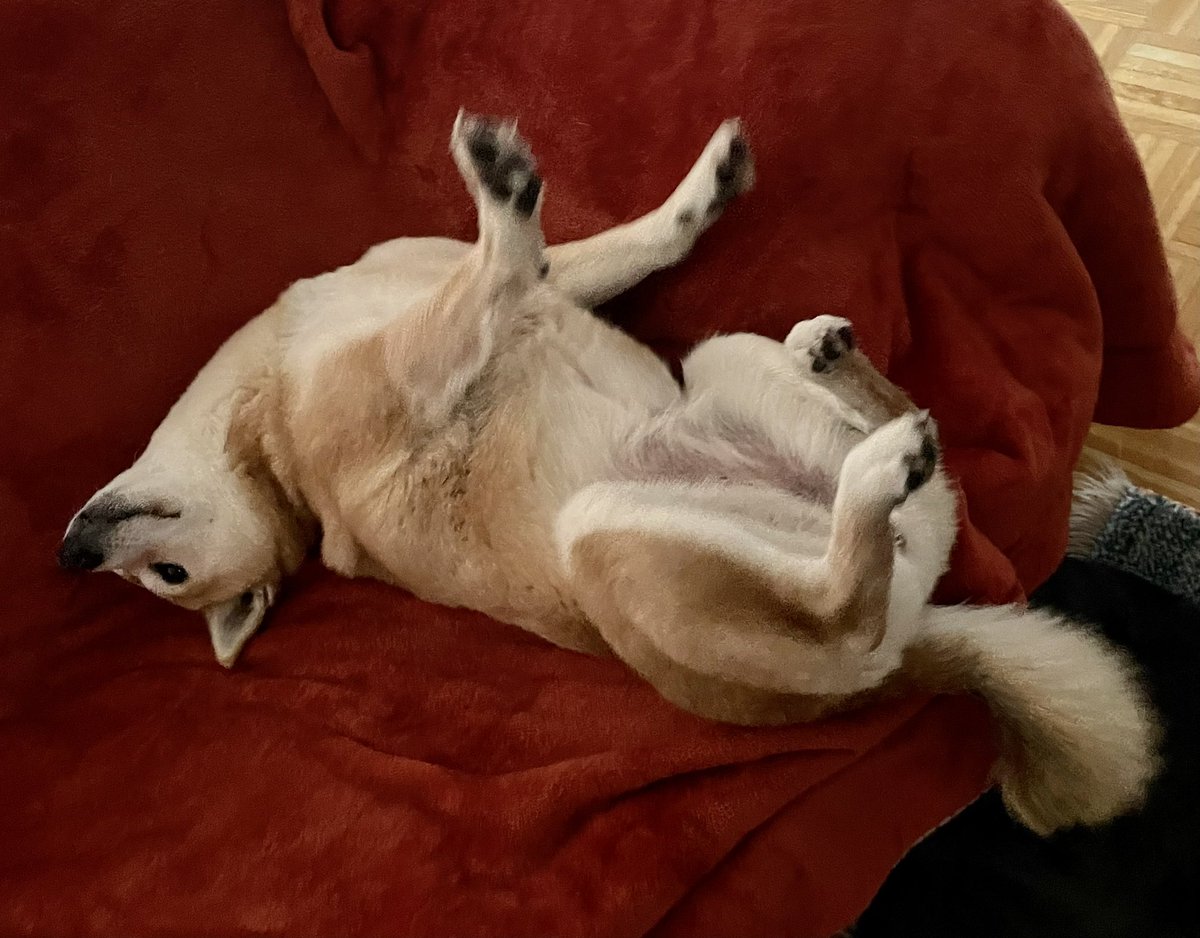 Shiba_Rio's tweet photo. Schlafpositionen von #ShibaInu Folge drölfzigtausend https://t.co/0dH8ugE7mm