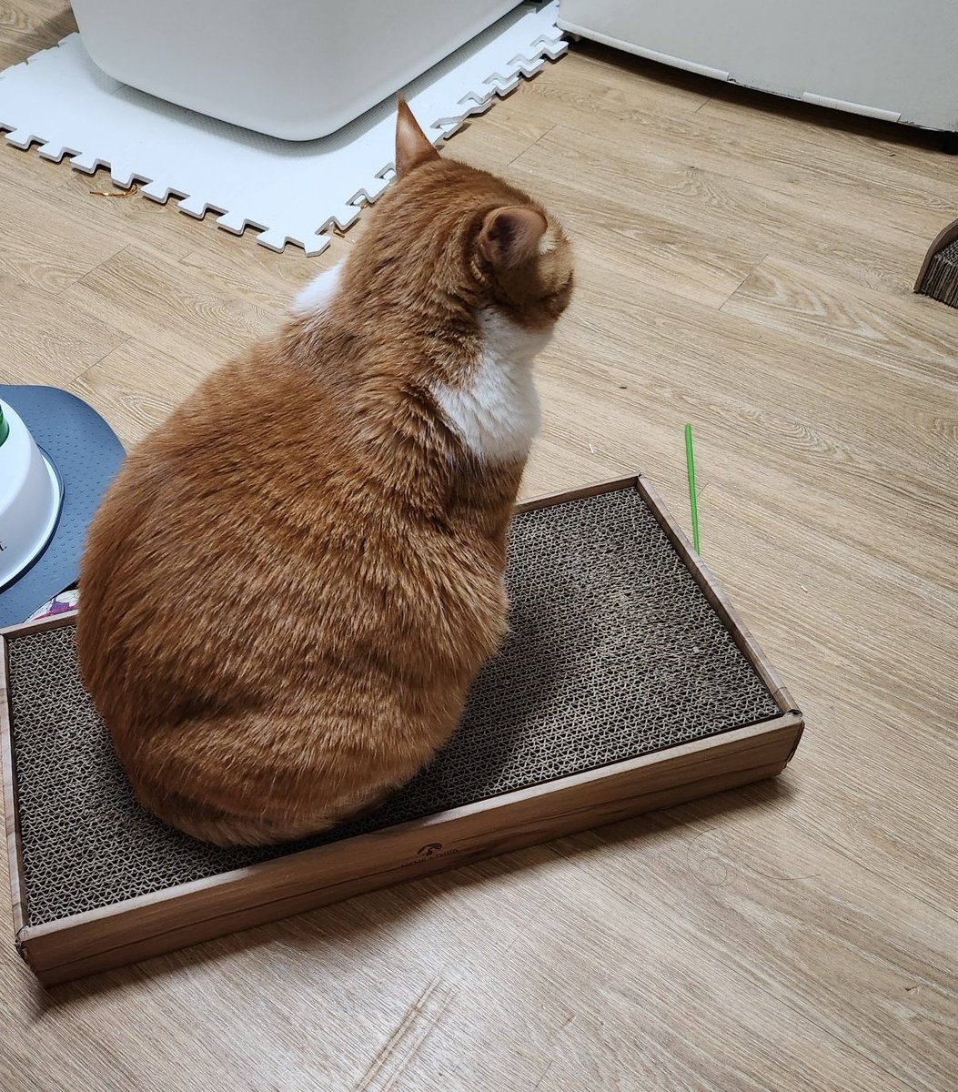 챔취마요 (@chem_mayo) on Twitter photo 