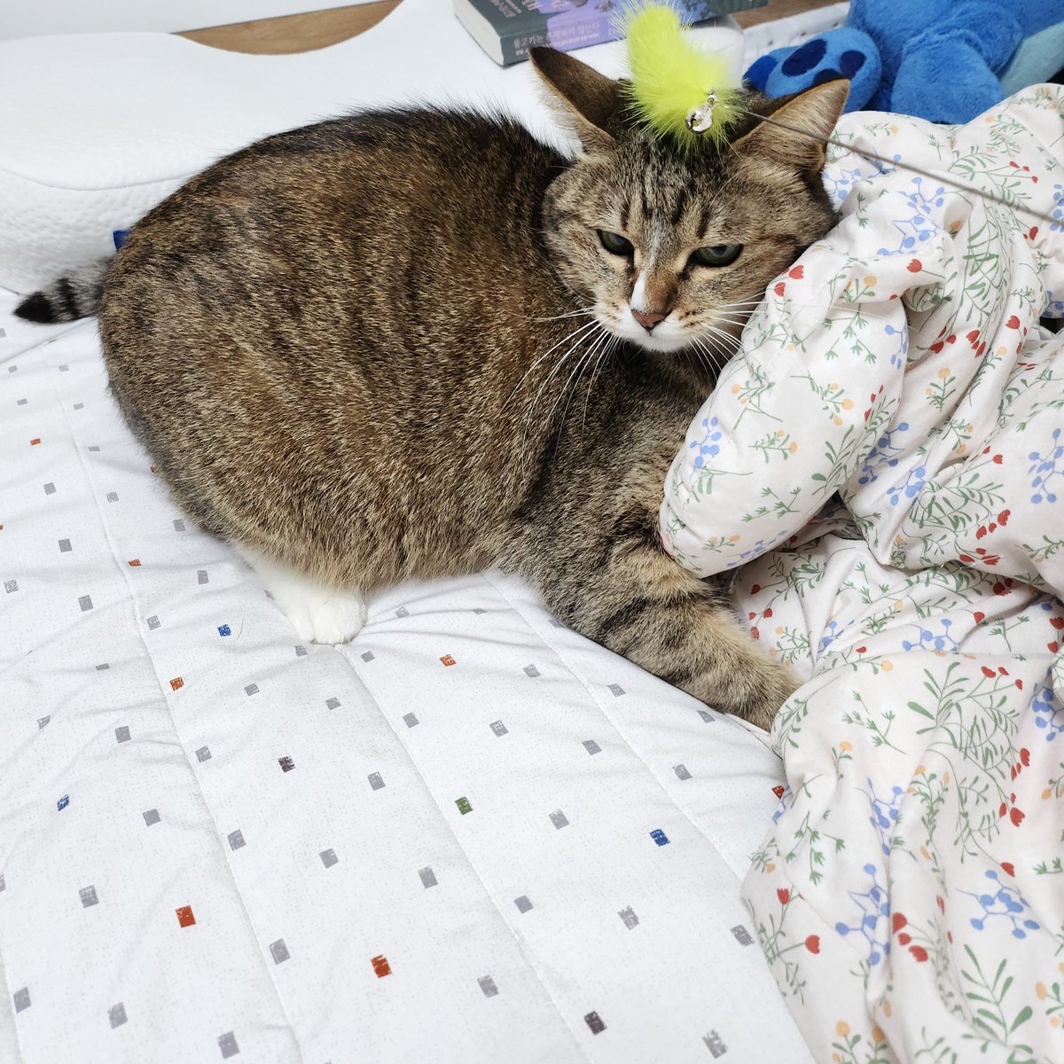 챔취마요 (@chem_mayo) on Twitter photo 