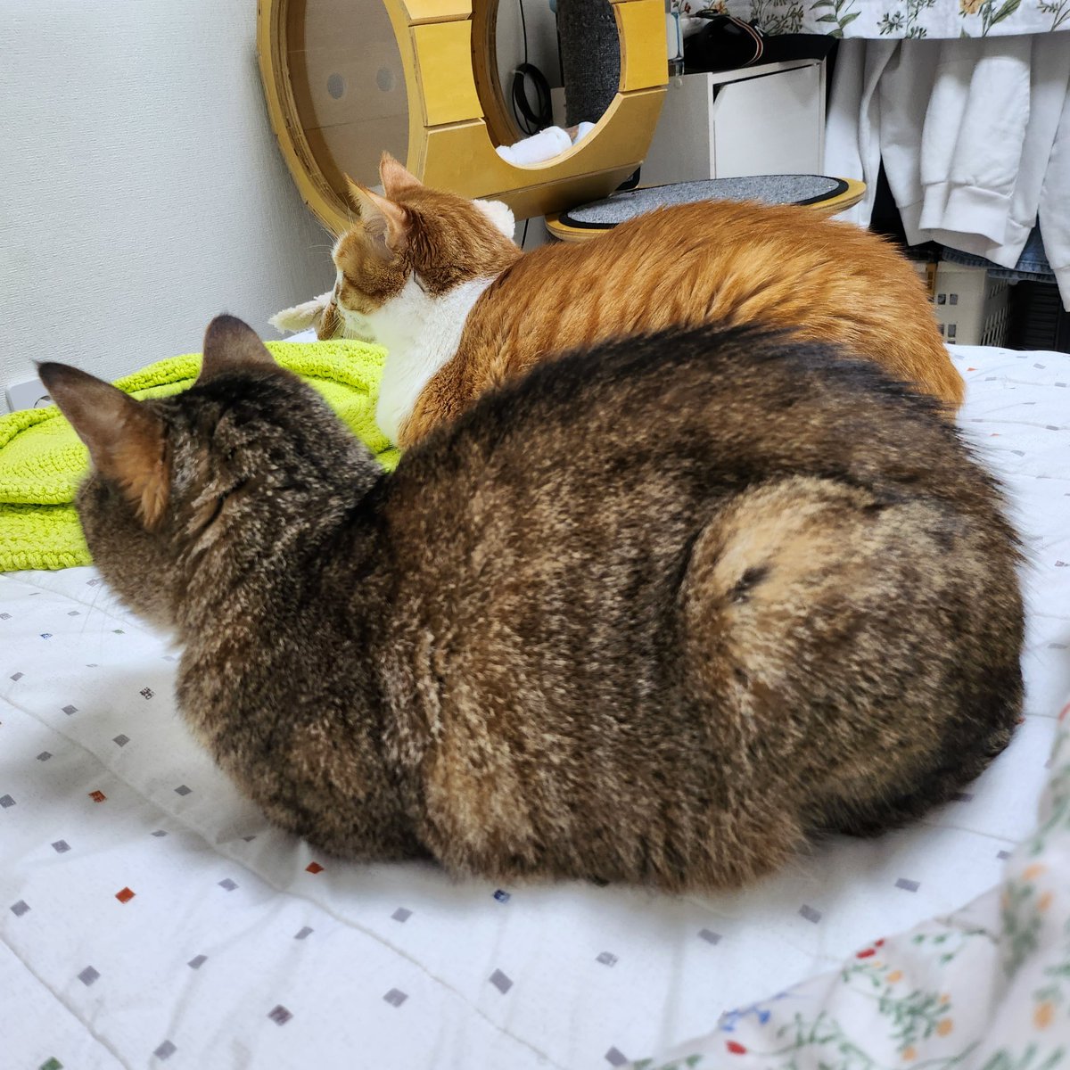 챔취마요 (@chem_mayo) on Twitter photo 