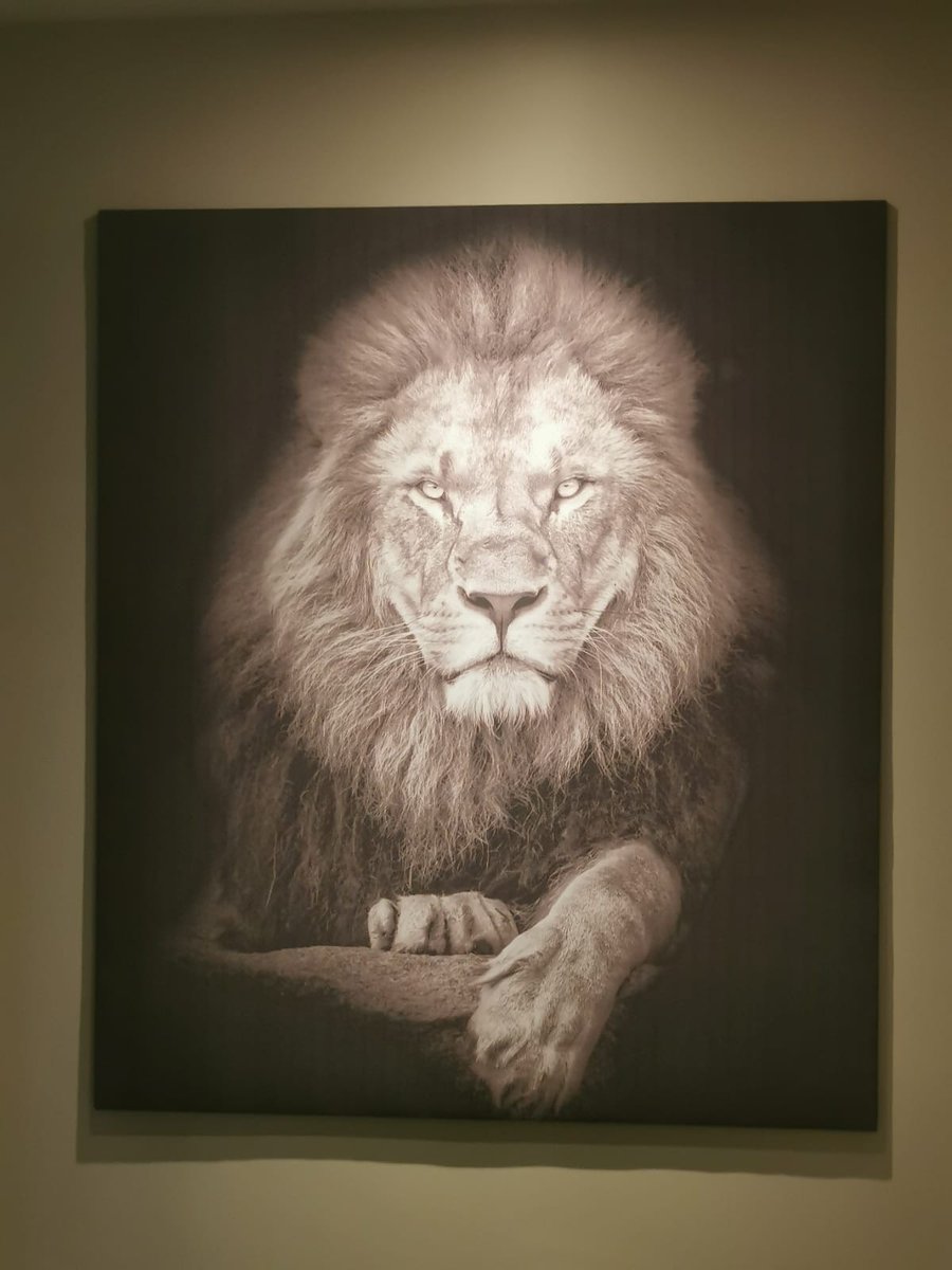 Magnificent lion watching over us last week

How could channelling your inner Lion help? 

When would you like to feel more confident, resilient or empowered?

Change your emotions in any given moment - find out how:

reachthepeak.co.uk/change-your-li…

#nlpcourse #nlpedinburgh #nlptraining