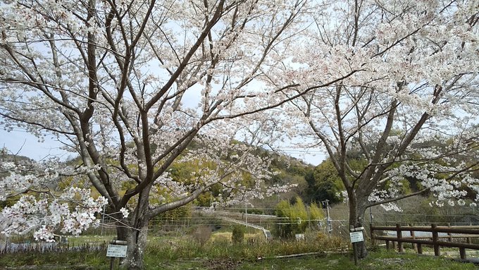 ぽって桜と香くん桜も満開でした〜　#たまゆら　#竹原 