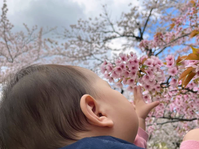 人生初お花見です 