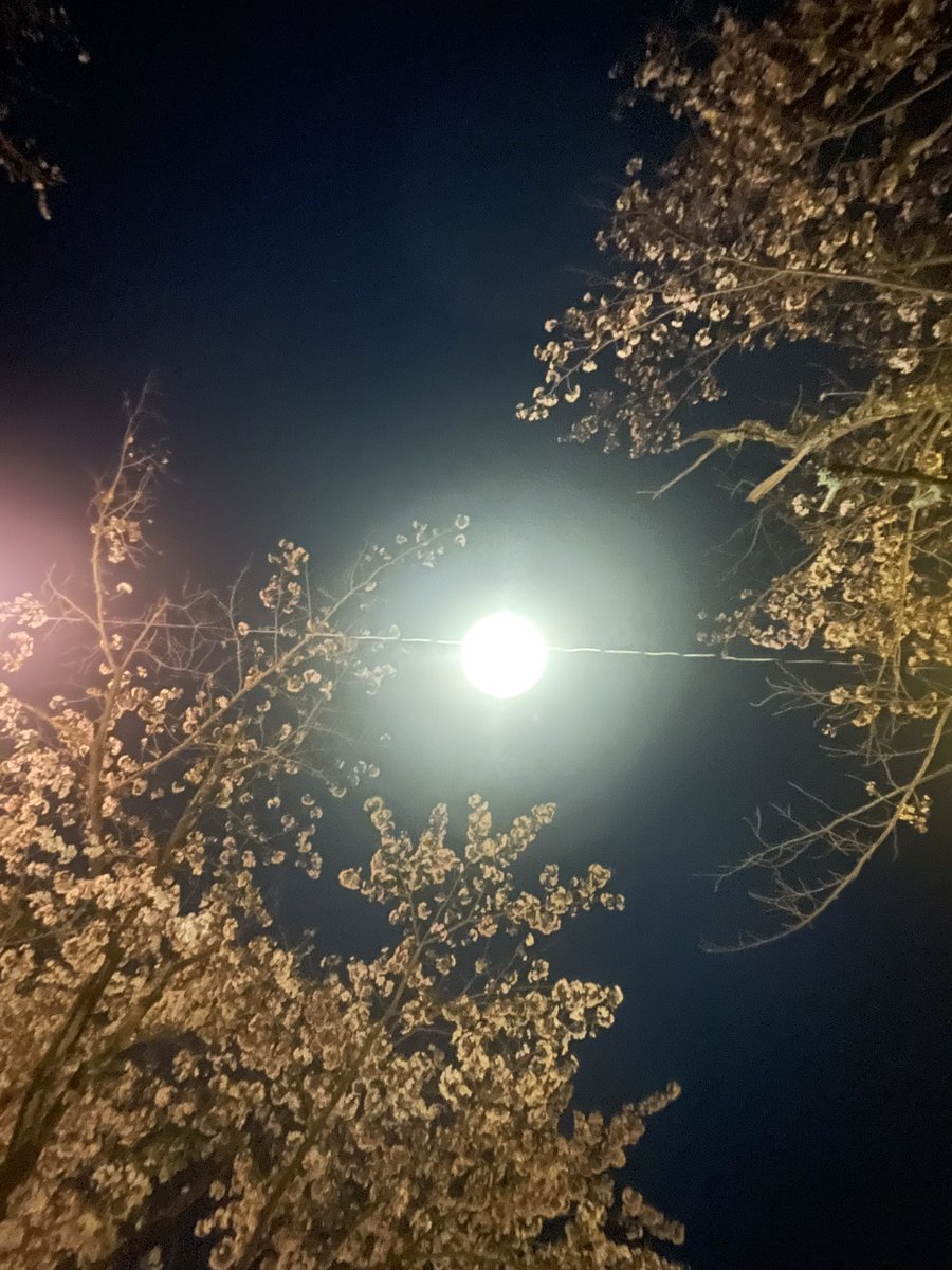 river72176000's tweet photo. 花見しました。事後 https://t.co/PfMmxGgLV0