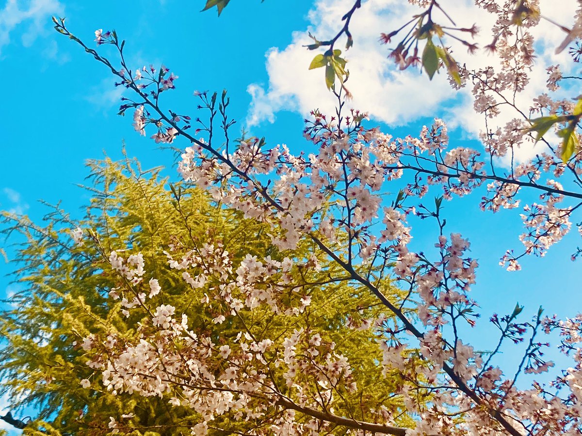 緑と桜のコントラスト🌿🌸 好きです♪ 桜を楽しめるのも あと少しですね(*^^*)