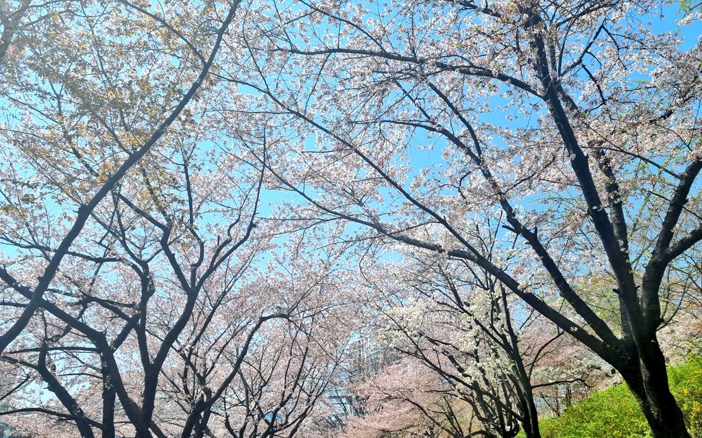 봄이네요