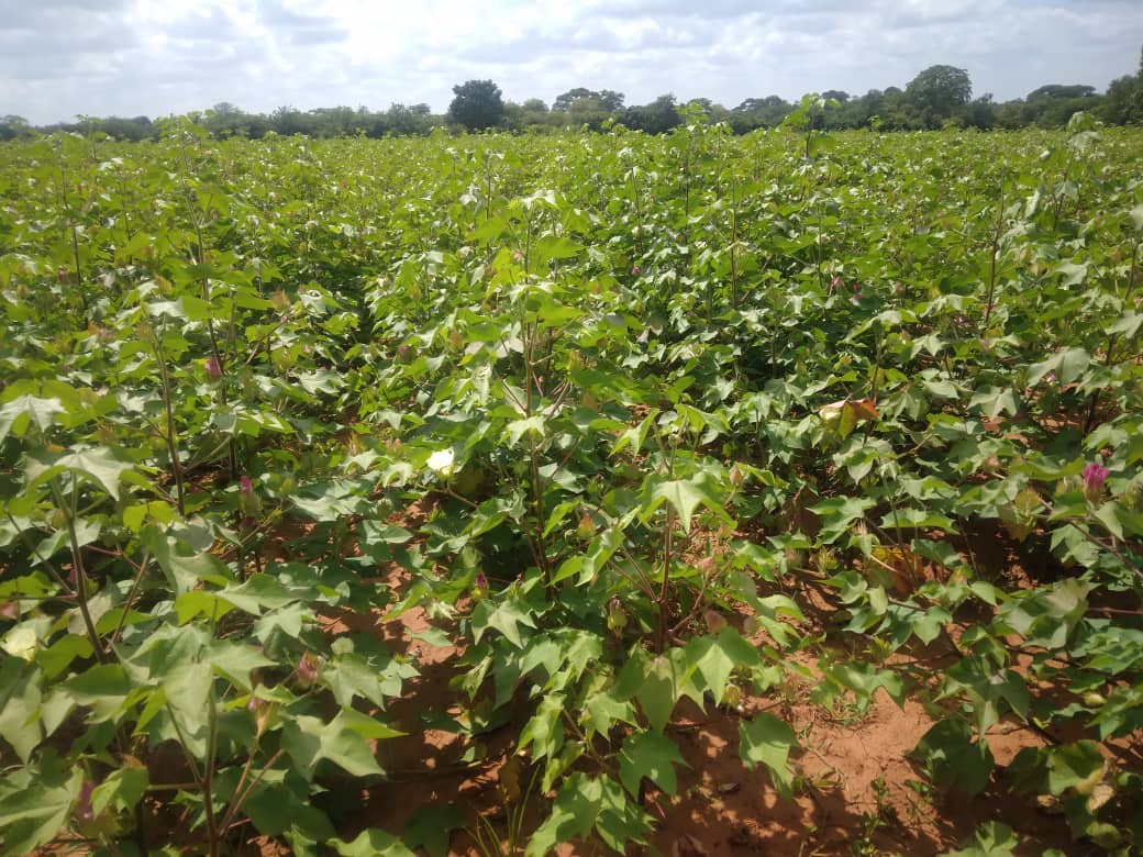 Some of the issues that are considered when selecting top farmers are stock destruction, standard spacing, conservation farming practices, weed &amp; pest management, overal yield and grade, among others.