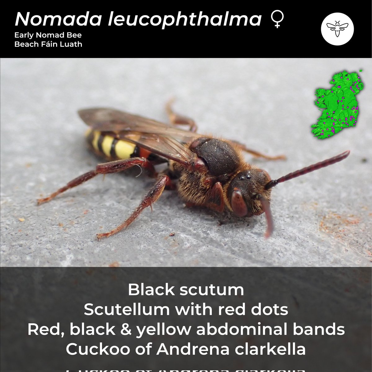 BeesOfIreland's tweet photo. Day 6: #CouchTo10SpringBees
We're past the midpoint with this very unbee-like Nomad Bee.
Nomada leucophthalma lays her eggs in the nest of Andrena clarkella, who we saw on day 3.
@PollinatorPlan @BioDataCentre @NatureRTE https://t.co/zrreUYoZLt