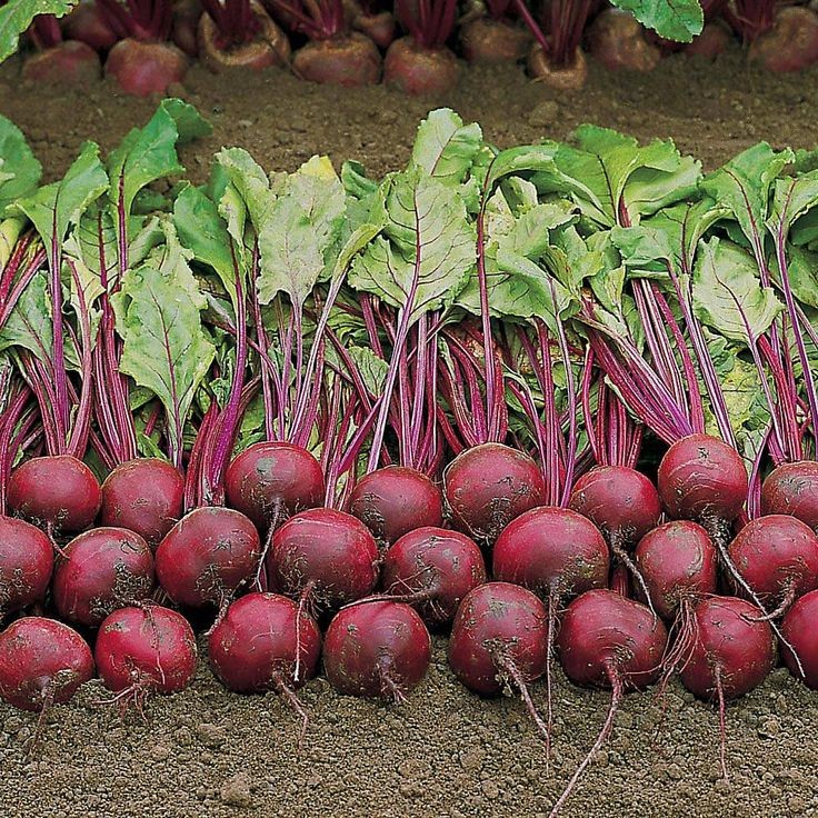 Beetroot is a versatile crop that is mainly consumed for its medicinal properties.

It is antiinflamatory, boosts gut health and may lower blood pressure. It is also used to boost blood production.

#beetroot plants require a sunny location with a soil rich in organic matter.