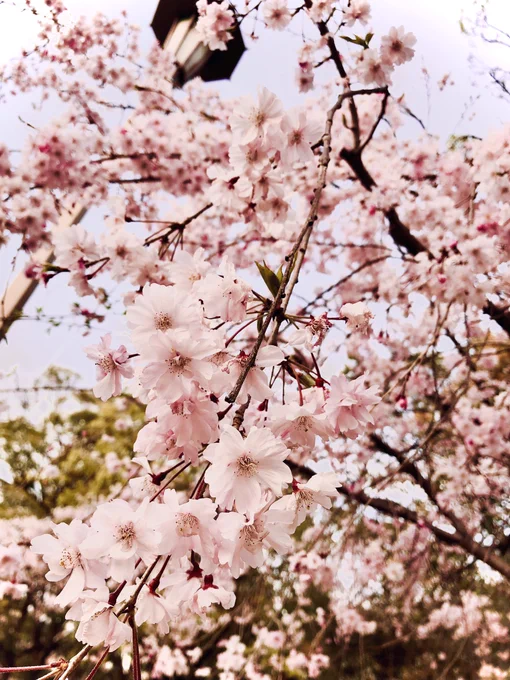 桜を見てきましたあとやげん軟骨を食べました 