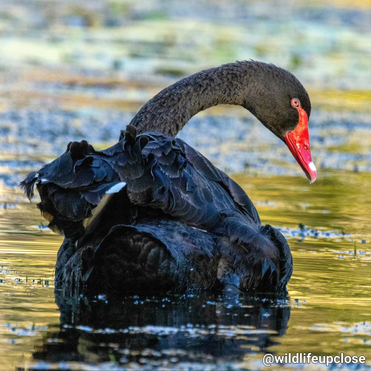 wildlifeupclose's tweet photo. 🪶 Black Swan at Dusk 🌅 💖

#animals #birds #swan #wildlife https://t.co/De9rhfMyEM