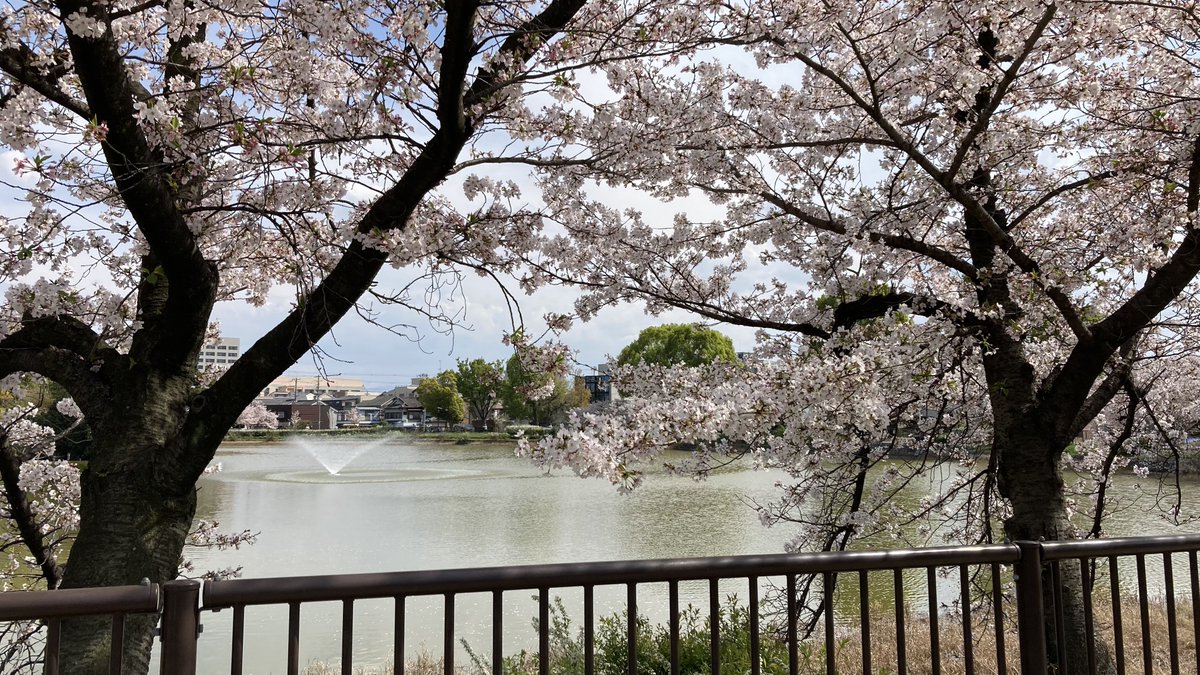 「散歩がてら桜見てきました天気良くて気持ちよかった」|餅田いずみ⭐️ご依頼受付中のイラスト