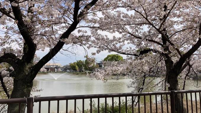 散歩がてら桜見てきました天気良くて気持ちよかった