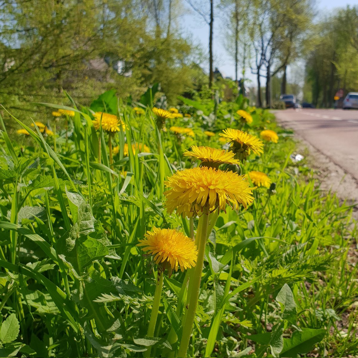 pimlemmers's tweet photo. De eerste grasmaaiers zijn weer gesignaleerd, terwijl de paardenbloem een belangrijke voedselbron voor vele insecten is! #vlinders #wildebijen #bijen #pollinators #paardenbloem #heemstede https://t.co/Qxwbv3vZfF