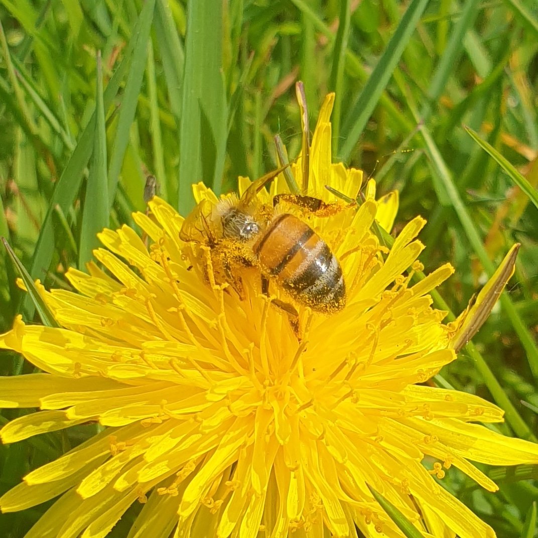 pimlemmers's tweet photo. De eerste grasmaaiers zijn weer gesignaleerd, terwijl de paardenbloem een belangrijke voedselbron voor vele insecten is! #vlinders #wildebijen #bijen #pollinators #paardenbloem #heemstede https://t.co/Qxwbv3vZfF